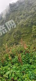 乐山马边彝族自治县 2000亩 其它草地 经营权出租