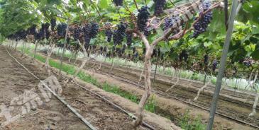 成都新津县45亩果园经营权转让