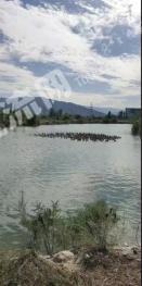 伊犁巩留县 200亩 有林地 经营权转让