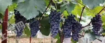 南阳唐河县 10亩 果园 经营权转让