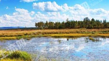 黑河五大连池市 800亩 乔木林地 经营权转让