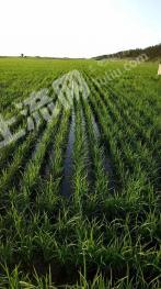 佳木斯前进区569亩耕地-水田经营权转让