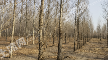 吉林白城 100亩 有林地 经营权转让