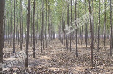 齐齐哈尔梅里斯达斡尔族区 210亩 有林地 经营权转让