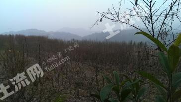 遂宁射洪县 67亩 果园 经营权转包 分年出租