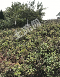 镇江丹徒区 90亩 旱地 经营权出租