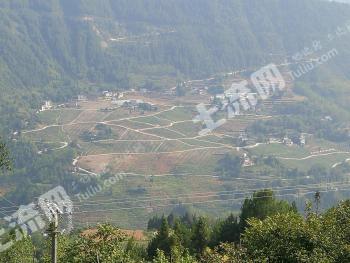 重庆万州区 360亩 果园 经营权转让