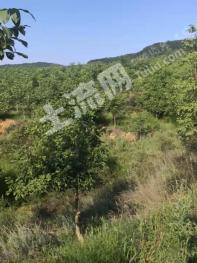 晋城沁水县 150亩 果园 经营权转让