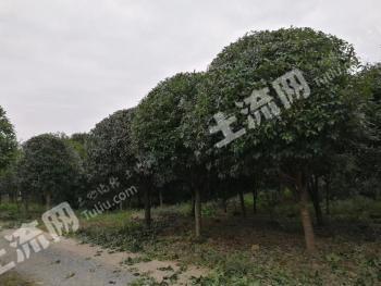 桂林兴安县 380亩其它园地（苗圃，桂花，茶花为主，有一个养猪场） 经营权 转包