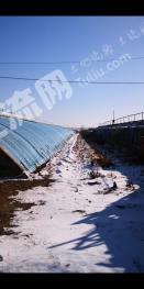 锦州凌海市 20亩 菜园经营权转让