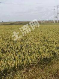 齐齐哈尔泰来县 750亩 水田 出租