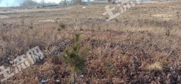 通化辉南县 700亩 有林地 经营权转让