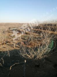 石家庄赞皇县 22亩 有林地 经营权转让