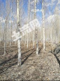 白城镇赉县500亩有林地经营权出租