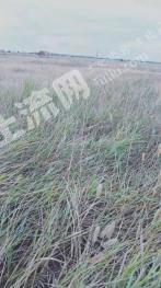 酒泉玉门市 350亩 水浇地 经营权出租