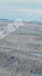 吕梁柳林县 20亩 旱地 经营权出租