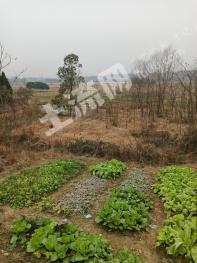 常德鼎城區(qū) 808平米 宅基地 使用權(quán)出租