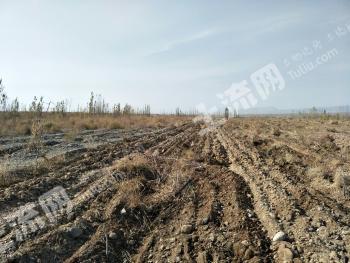 巴音郭楞轮台县 500亩 果园 经营权转让