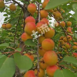 海东乐都区 80亩 荒山 出租