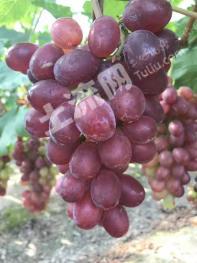 怀化会同县 10亩 果园 经营权转包