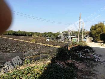 广州白云区 9.5亩 水田 经营权转让