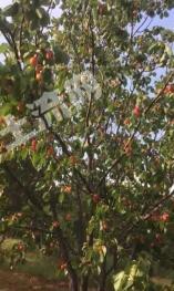 阜新阜新蒙古族自治县 370亩 其它林地 经营权转让