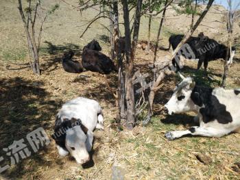 乌鲁木齐米东区120亩畜牧养殖用地经营权转让