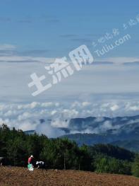 巴中平昌县 120亩 畜牧养殖用地 经营权转让