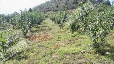 楚雄武定县 1000亩 其它林地 经营权转让