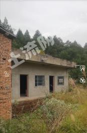 广元昭化区 100亩 其它林地 经营权出租