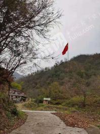 商洛商南县 1100亩 有坡地林地 经营权转让