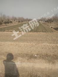 聊城东昌府区 11亩 设施农用地 经营权出租