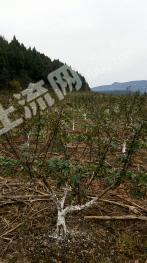广元昭化区 60亩 畜牧养殖用地 经营权出租