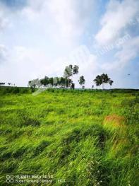 黑河爱辉区4000亩天然牧草地经营权出租