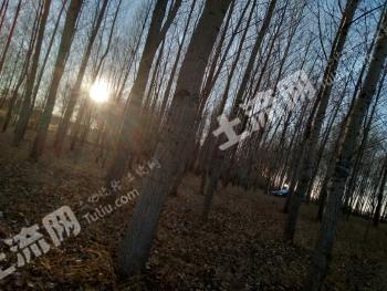 齐齐哈尔昂昂溪区50亩其它林地经营权转让