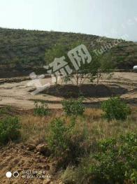 赤峰林西县 266亩 灌木林地 经营权转让