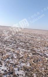 齐齐哈尔建华区 2000亩 旱地 经营权出租
