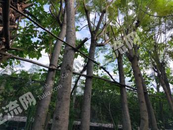 玉溪元江哈尼族彝族傣族自治县 200亩 其它林地 经营权转让