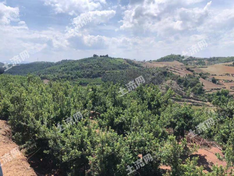 昆明宜良县匡远镇140有林地经营权流转