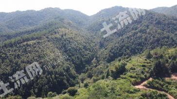 梅州五华县 1375亩 乔木林地 经营权出租