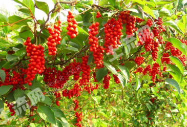 白山抚松县 1315.5亩 其它园地 经营权转让