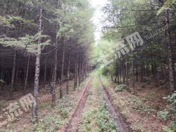 牡丹江穆棱市418.5亩有林地经营权转让