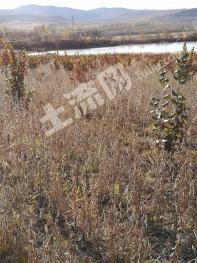 双鸭山宝山区 152亩 果园 经营权转让