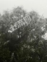 玉溪华宁县 30亩 有林地 经营权出租