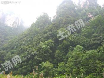 怀化溆浦县 500亩 灌木林地 经营权转让