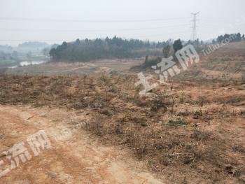 德阳罗江区 450亩 青花椒旱地 经营权转让