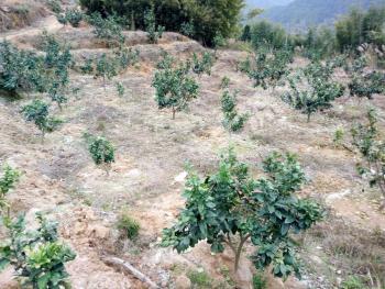 梅州大埔县 40亩 其它林地 经营权出租