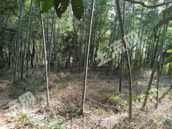 福州福清市 10亩 有林地经营权出租