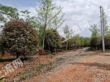 上饶德兴市1012亩林地经营权转让