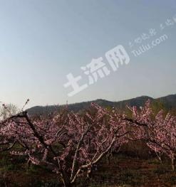 烟台莱山区解甲庄25亩土地经营权转让有房有井三相电